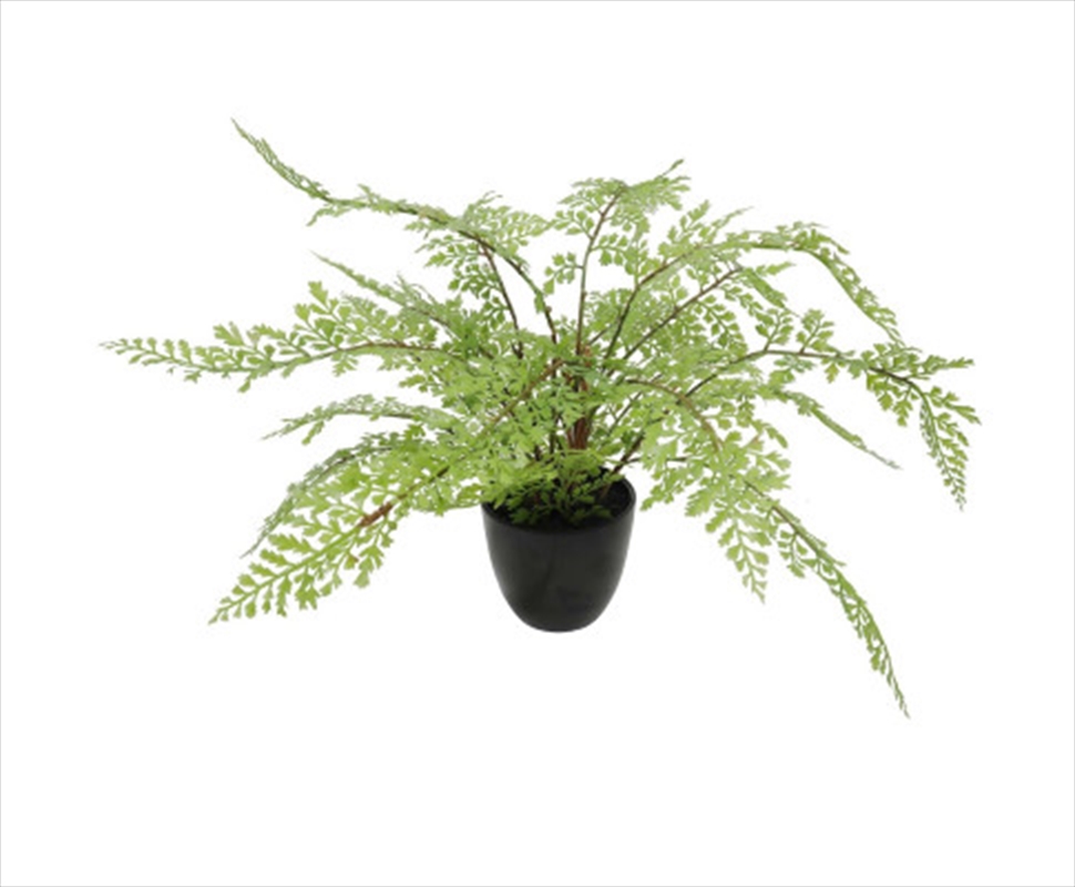 Small Potted Fern 35cm/Product Detail/Sport & Outdoor