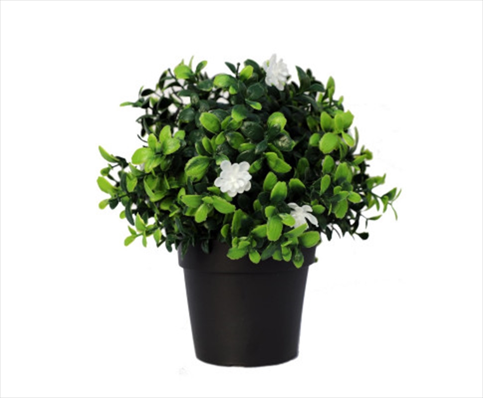 Small Potted Flowering Boxwood Plant UV Resistant 20cm/Product Detail/Sport & Outdoor