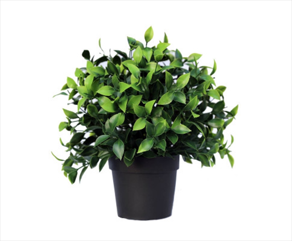 Small Potted Jasmine Plant Uv Resistant 20cm/Product Detail/Sport & Outdoor