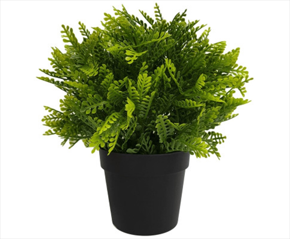 Small Potted Mimosa Fern Uv Resistant 20cm/Product Detail/Sport & Outdoor