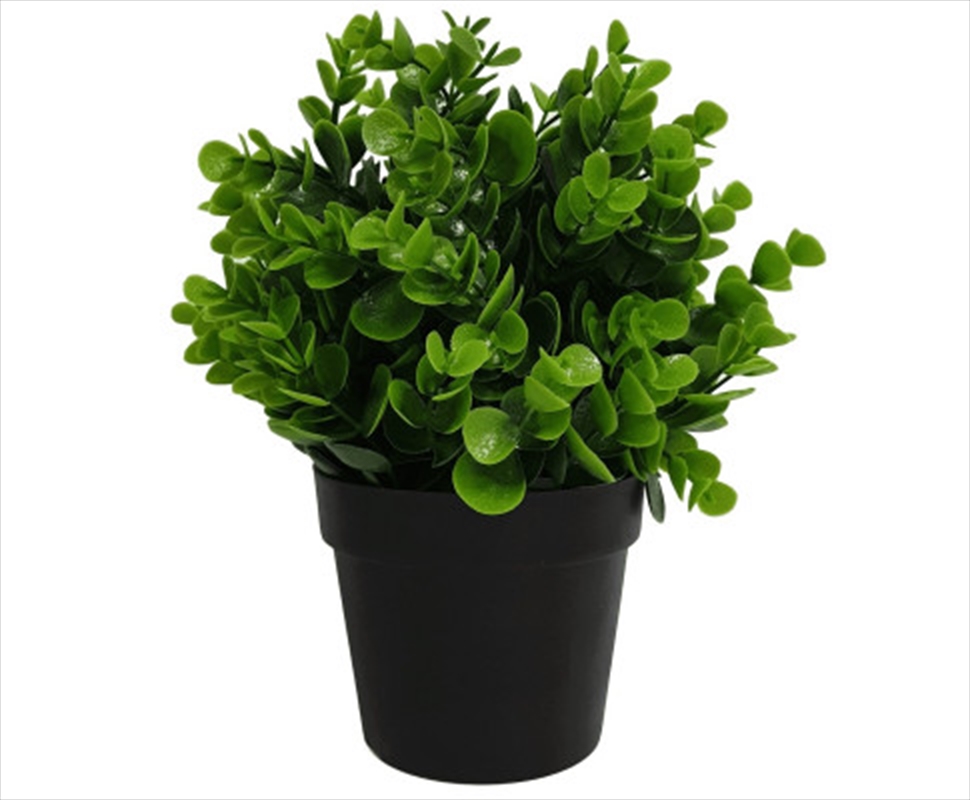 Small Potted Peperomia Plant UV Resistant 20cm/Product Detail/Sport & Outdoor