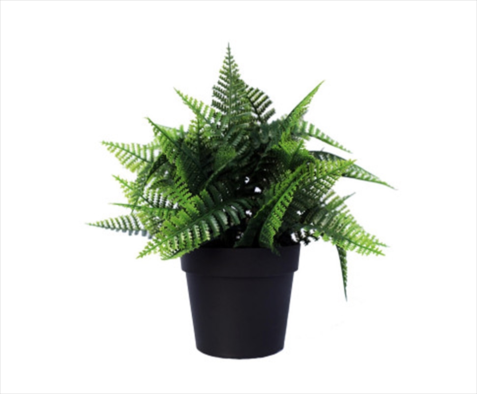 Small Potted Persa Boston Fern UV Resistant 20cm/Product Detail/Sport & Outdoor