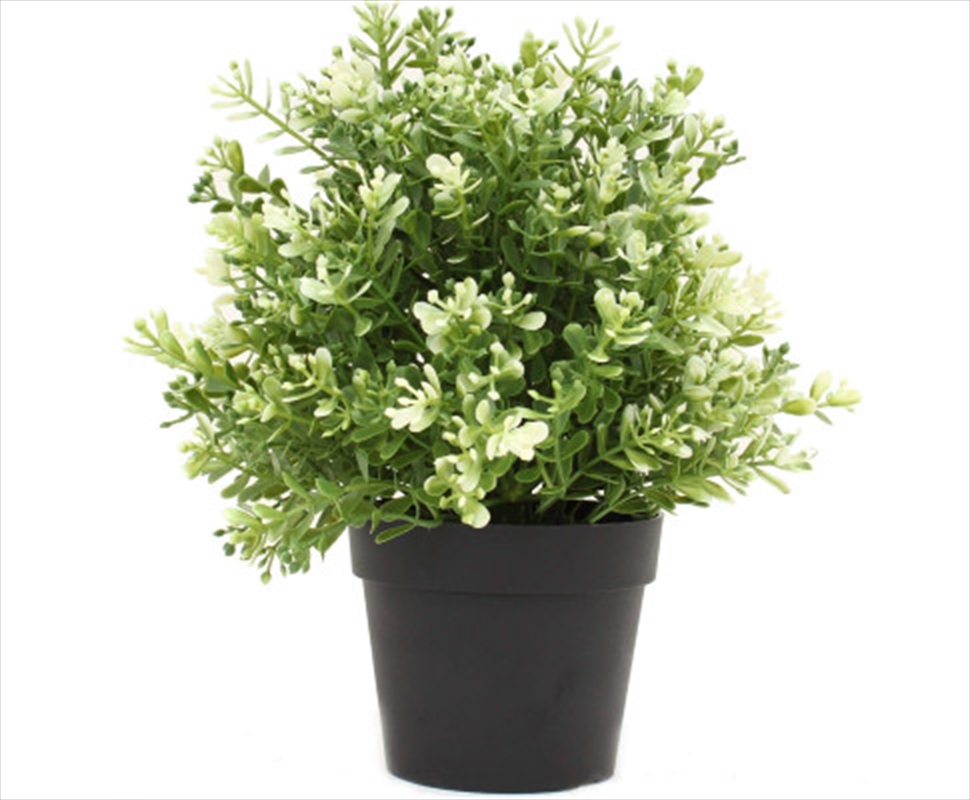 Small Potted White Jade Plant UV Resistant 20cm/Product Detail/Sport & Outdoor