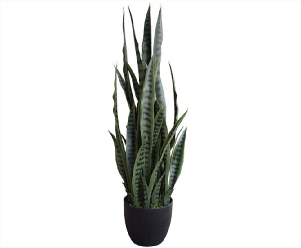 Snake Plant Uv Resistant 100cm/Product Detail/Sport & Outdoor