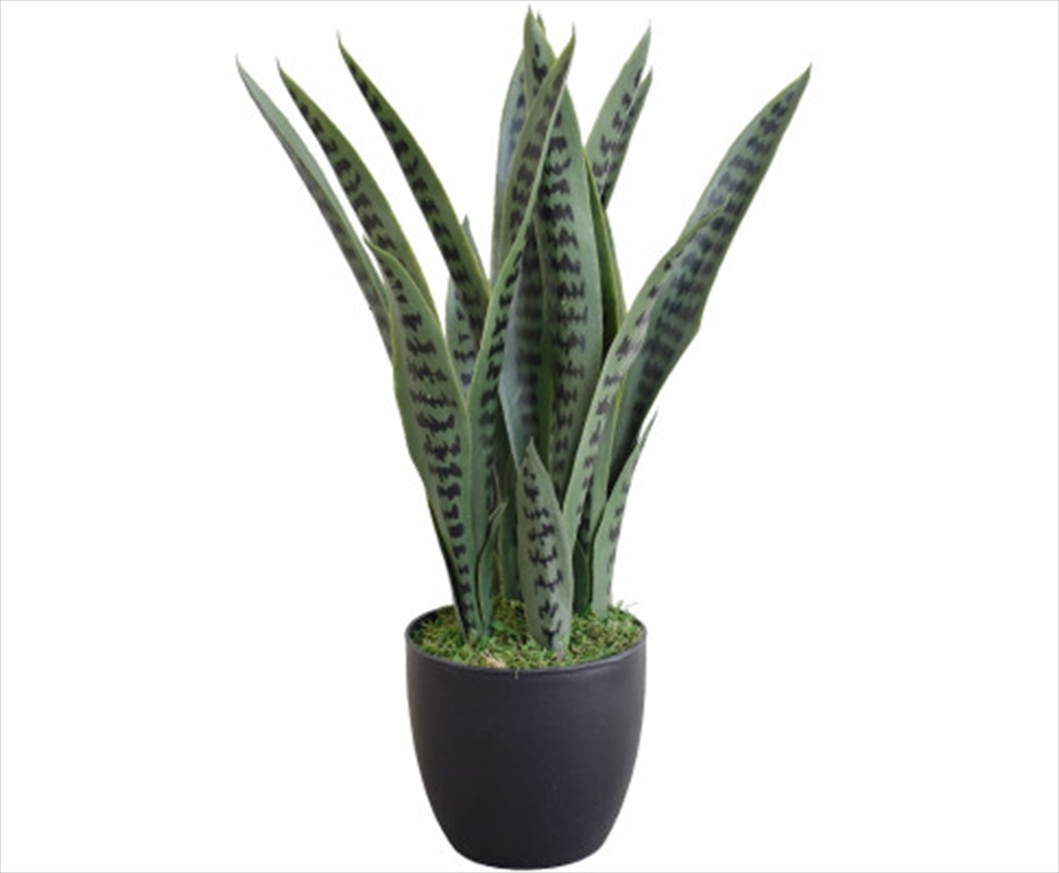 Snake Plant Uv Resistant 60cm/Product Detail/Sport & Outdoor