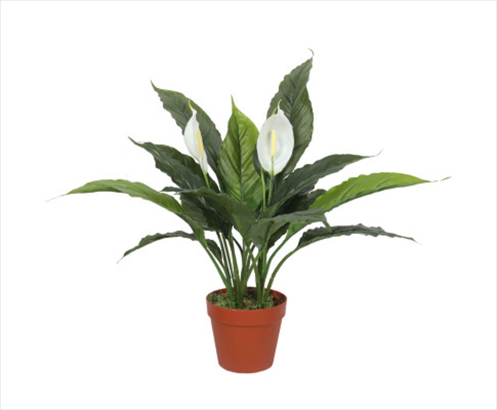 Spathiphyllum Peace Lily Plant with White Flowers 60cm/Product Detail/Sport & Outdoor