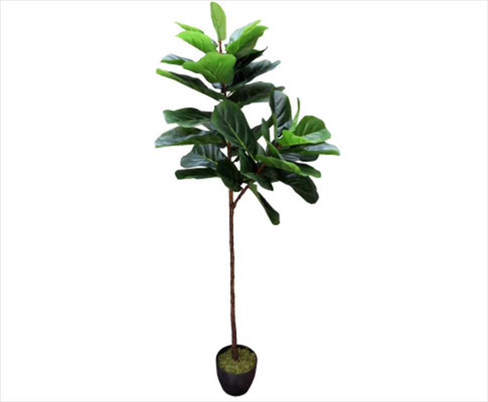 Tall Fiddle Leaf Fig 170cm/Product Detail/Sport & Outdoor