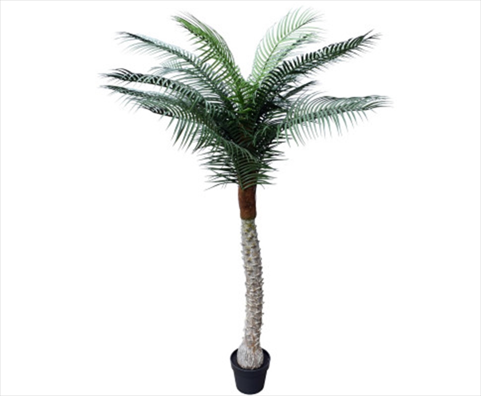 Tropical Phoenix Palm Tree 170cm UV Resistant/Product Detail/Sport & Outdoor