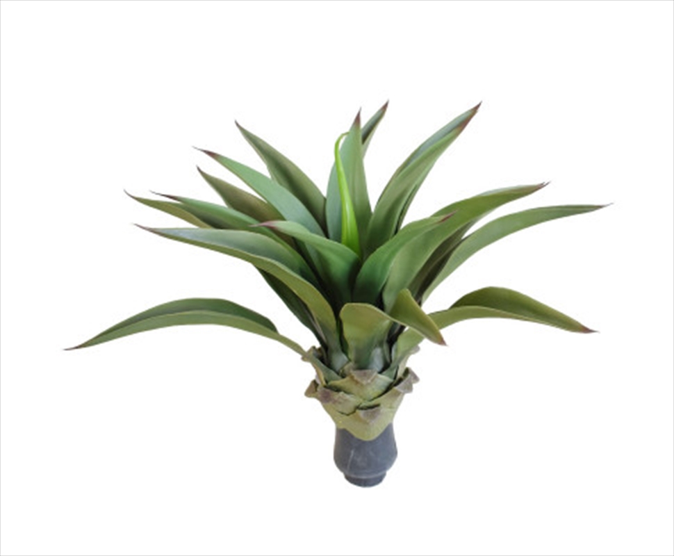 Uv Agave 50cm No Pot/Product Detail/Sport & Outdoor