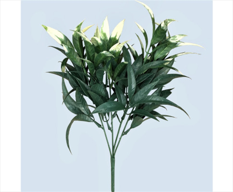 Wide Leaf Cordyline Plant 90cm/Product Detail/Sport & Outdoor