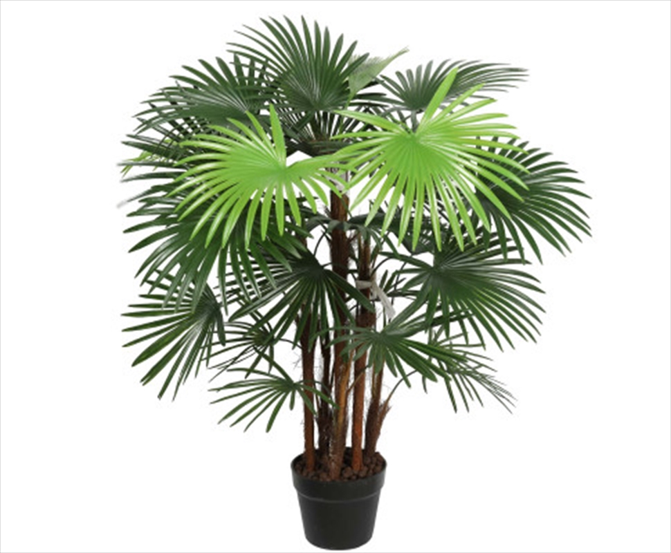 Wide Leaf Fan Palm Tree 90cm/Product Detail/Sport & Outdoor