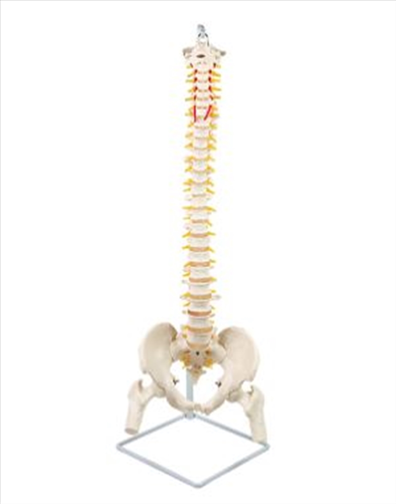 Life Size Flex Vertebral Spine Pelvis & Femur Skeleton Model Anatomy/Product Detail/Figurines