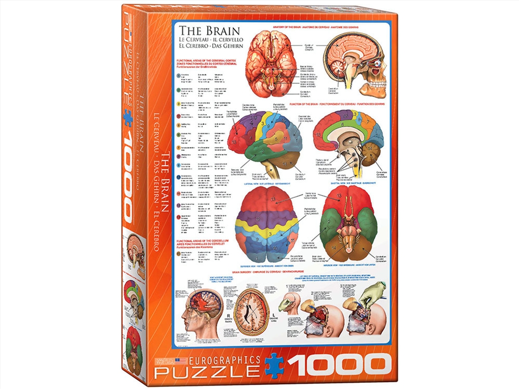 The Brain 1000 Piece/Product Detail/Jigsaw Puzzles